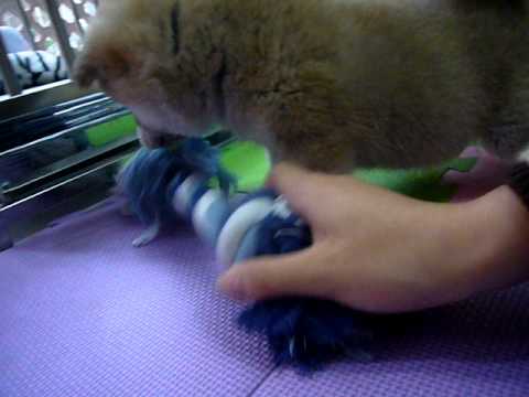 【問題】幼柴個性調皮咬手又亂吼(原發表者:艾伊查庫家)(體能訓練)