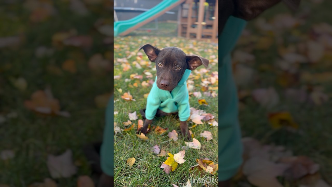 Enlarge Kisses, a Adoptable mixed breed in Warrenton, VA video 5/6