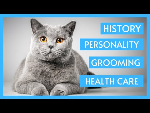British Shorthair Cat 101 - History, Personality, Grooming & Health care