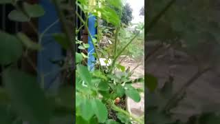 Download lagu selamat pagi #selamatpagi #pagicerah #closehead #cigombong mp3