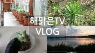 VLOG_다육이 원종에보니 무름병, 핑크루비 줄기마름병 등 succulents 196화 #해맑은TV