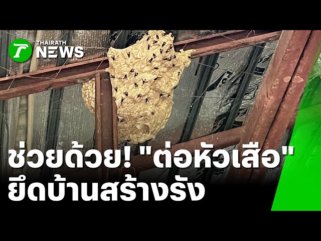 วอนช่วยย้าย "ต่อหัวเสือ" ยึดบ้านสร้างรัง | 5 พ.ย. 68 | ห้องข่าวหัวเขียว