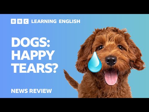 狗會喜極而泣嗎？- BBC新聞評論 (Dogs: Happy tears? - BBC News Review)