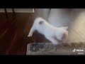 Kitty Twerk