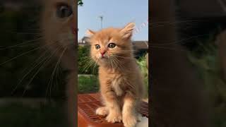 Download lagu Suara kucing mp3 Download lagu Suara kucing mp3