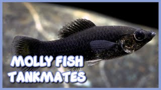 Best Tankmates of Molly Fish
