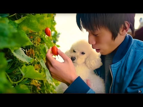 畑中摩美「あなたと私のいつものはなし」MV(サカイ引越センター「転勤篇」TVCMソング)