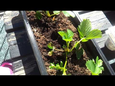 Jordgubbsplantor - Testvideo