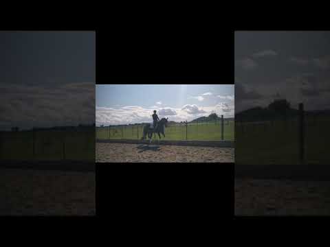 Nachwuchspferd zu verkaufen Fürsten-Look x Sandr Hit