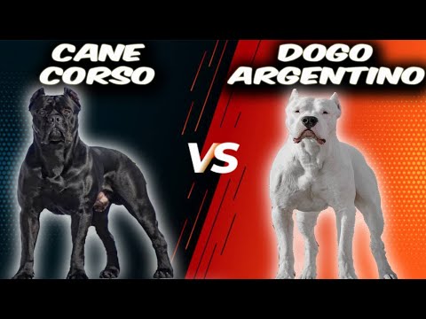 Cane Corso VS Dogo Argentino-Comparison