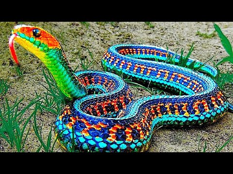, title : '10 Rarest Snakes In The World!'