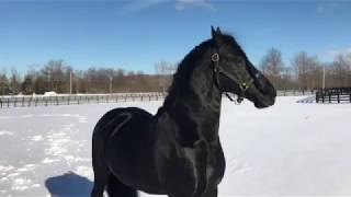 Beautiful Stallion Frolics in the Snow