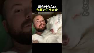 音も光もない世界で生きる犬                      #動物 #犬 #ペット #愛情 #感動