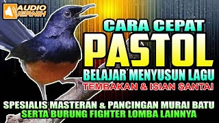 Download lagu CARA CEPAT PASTOL BELAJAR MENYUSUN LAGU & MELATIH NAFAS PANJANG  || Materan murai batu || Shama Bird mp3