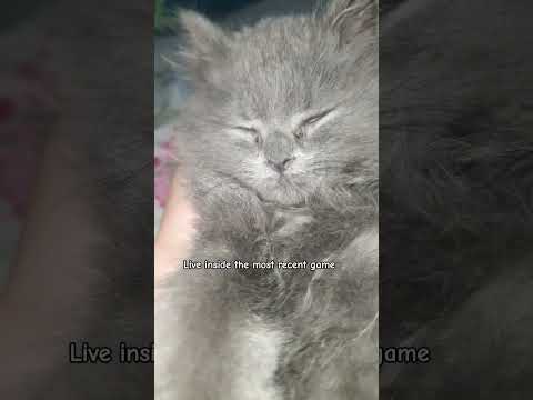 which game would you live in? #trending #cat #viral #kitten #cute #ytshorts #fypシ #foryou #shorts