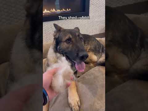 Owning a retired K9 #shortsviral #germanshepherd #dog