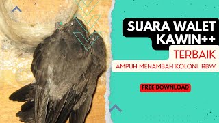 Download lagu SUARA PANGGIL WALET KAWIN JERNIH DAN KENCANG | FREE DOWNLOAD mp3 Download lagu SUARA PANGGIL WALET KAWIN JERNIH DAN KENCANG | FREE DOWNLOAD mp3