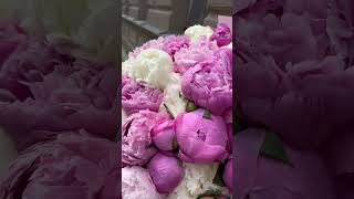 PASAKA - Video thumbnail