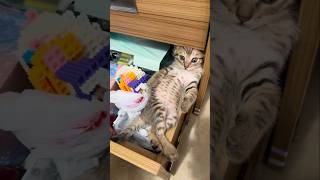 #cat #cute #catvideo #cutecat #funnyvideo #funny