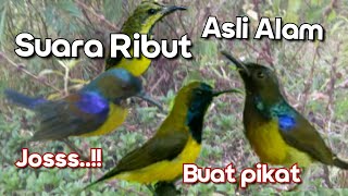 Download lagu Suara Pikat Sogon Ribut Vs Kolibri Kelapa Asli Alam mp3