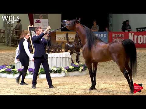 N.79 INTISAR SAIF ELDINE - Wels 2018 - 4-6 Years Old Stallions (Class 9)