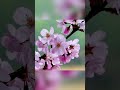 Kadhal Vanthathum Song Cover Ll Poovellam In Vaasam Shorts Songs