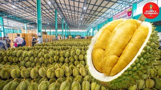 Amazing Durian Harvesting and Manufacturing process, How to Export Durian? Durian factory processing