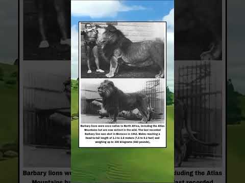 This Is The Barbary Lion The Largest Of All Lion Species Ever Lived #shorts #viralvideo