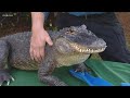 New Animal Show Opening At SeaWorld San Diego