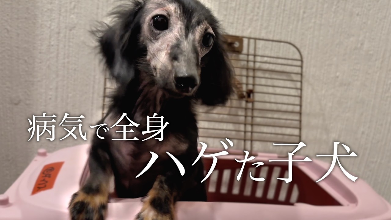 【保護犬】それでもこの子を選びますか？