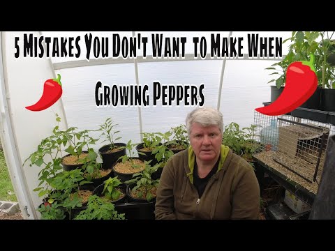 5 Tips to Growing Perfect Peppers