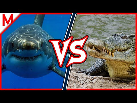 23💥Great White Shark vs Saltwater Crocodile | +Peregrine Falcon vs Goshawk winner