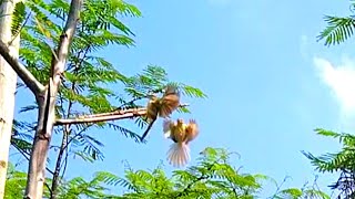 Download lagu cara pikat burung prenjak bareng yutuber Arif channel hasilnya dobel terus mp3