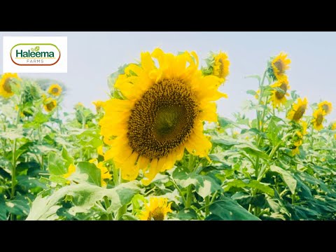 SunFlowers | Sooraj Mukkhi | سورج مُکھی Haleema Farms “Grow Naturally”