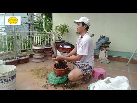 Phá chuyển đổi thế Mai đọt xanh 30 năm tuổi thành thế mai Bonsai Văn Nhân trồng 100% đất Akadama