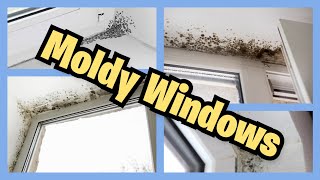 Moldy Windows Black Spot Mold Condensation damp wet how to