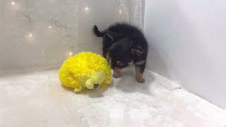 チワワ(ロング)の動画01