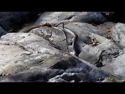 snake mating - you tube