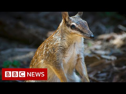 拯救澳洲的笨蛋 - BBC News (Saving Australia's numbats - BBC News)