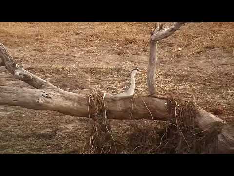 Djuma: Grey Heron hunting-catches a  fish - 06:21 - 07/25/21