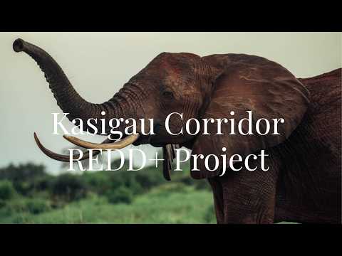 Kasigau Corridor REDD+ Project: Pioneering Wildlife Conservation and Community Empowerment
