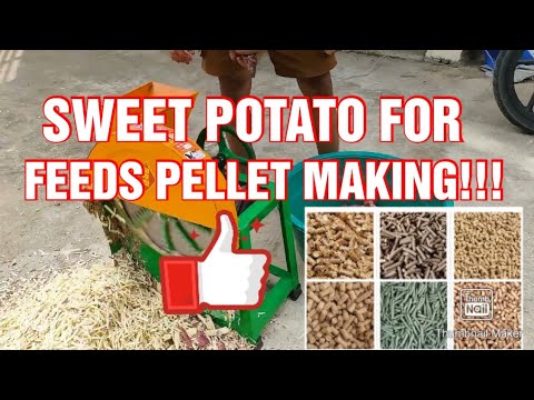 SWEET POTATO FOR FEEDS PELLET MAKING! CHEAP BUT HEALTHY!!!