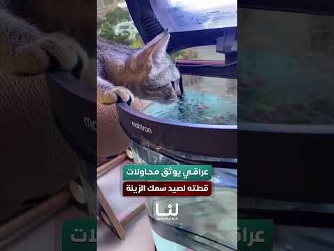 عراقي يوثق محاولات قطته لصيد أسماك الزينة من داخل الحوض #وكالة_لنا_الإعلامية