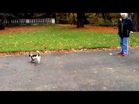 Hunde Fußball كلب يلعب كرة قدم