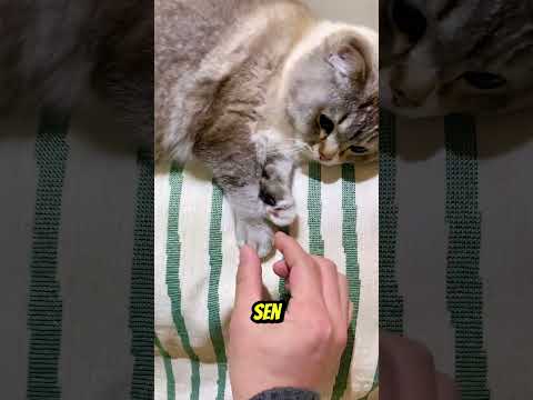 Muzuma Kim Bastı? 🍌🐱 Sonu Çok İyi