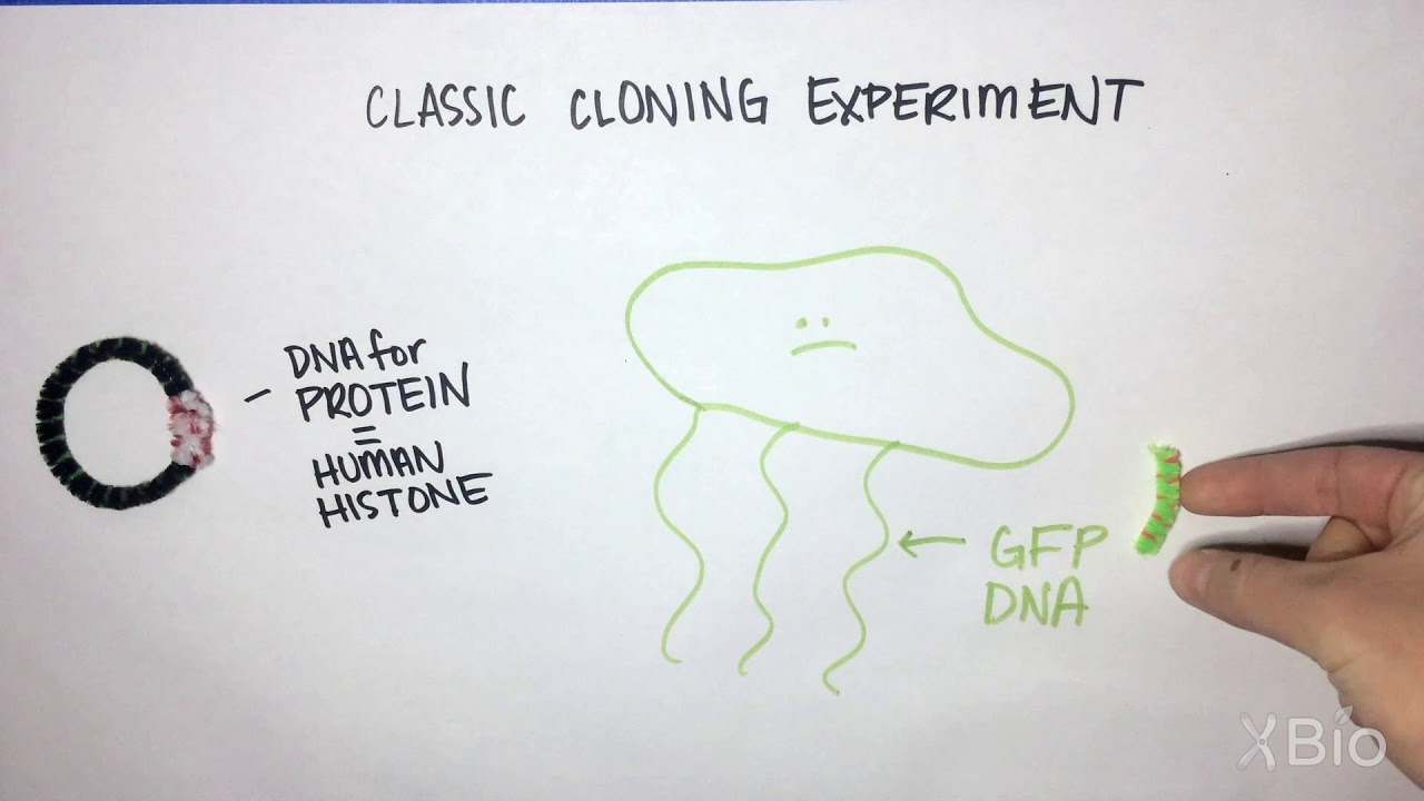 What is DNA cloning