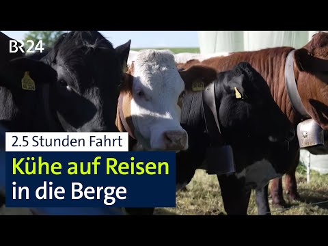 Pensionsvieh: Rindertransport auf Almen im Allgäu zum Weiden | Abendschau | BR24