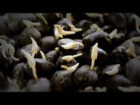 ASD-Bakrie: Palm Seed/Seedling
