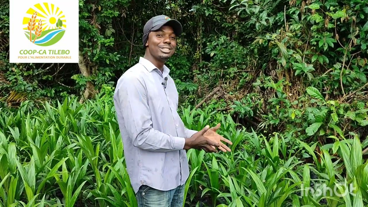 Super gene hybrid seed. Malaysian palm seed 