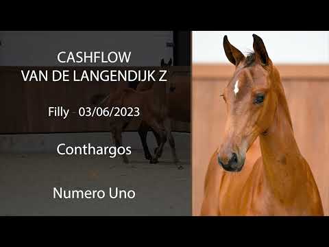 Cashflow van de Langendijk Z (Conthargos x Numero Uno)